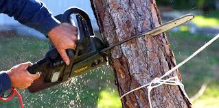 Best Tree Cabling and Bracing  in Cutlerville, MI