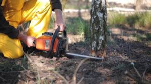 Best Arborist Consultation Services  in Cutlerville, MI