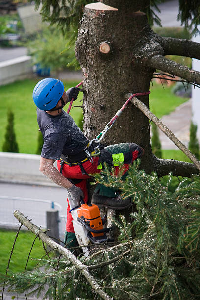 Best Palm Tree Trimming  in Cutlerville, MI