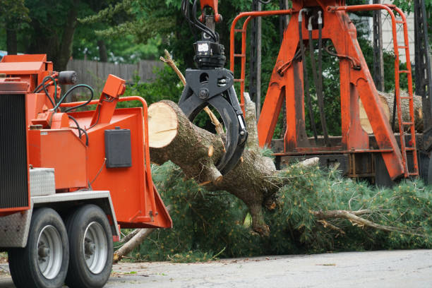 Best Hedge Trimming  in Cutlerville, MI